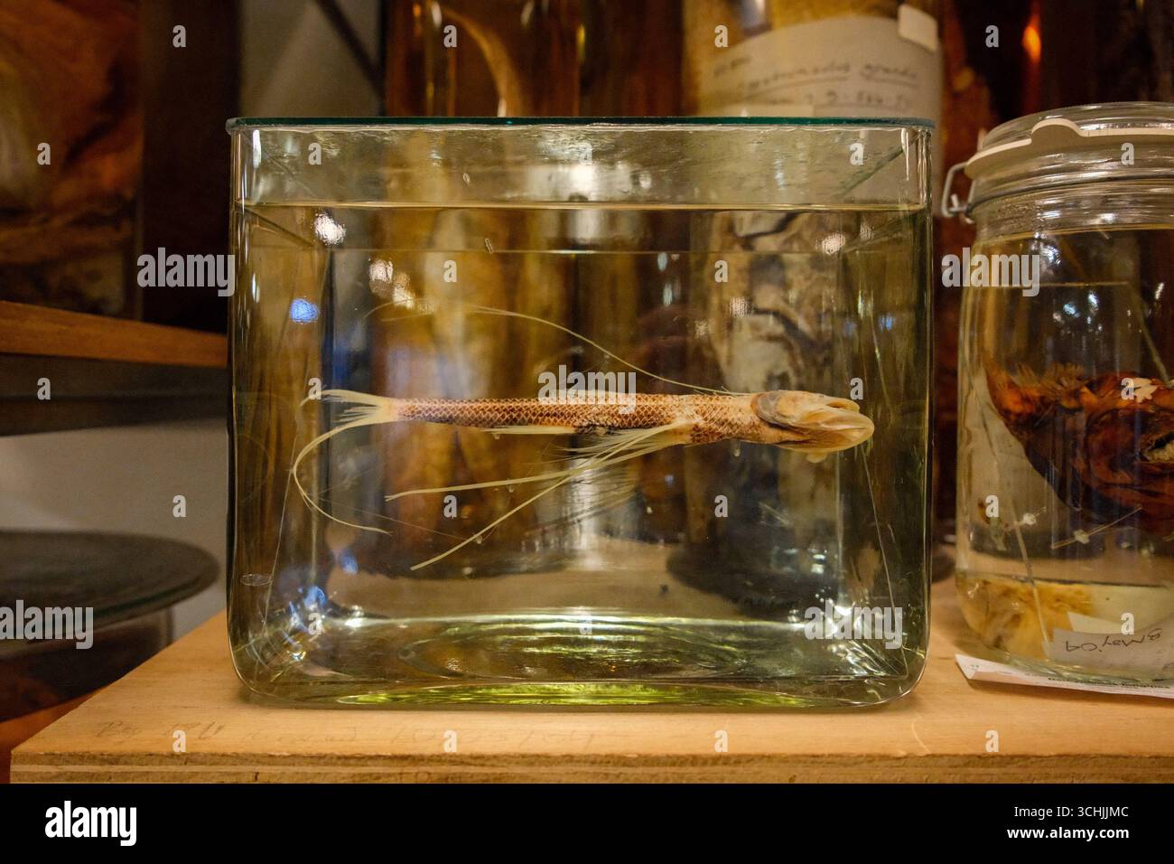 Les voûtes de la collection Spirit du London Natural History Museum Banque D'Images