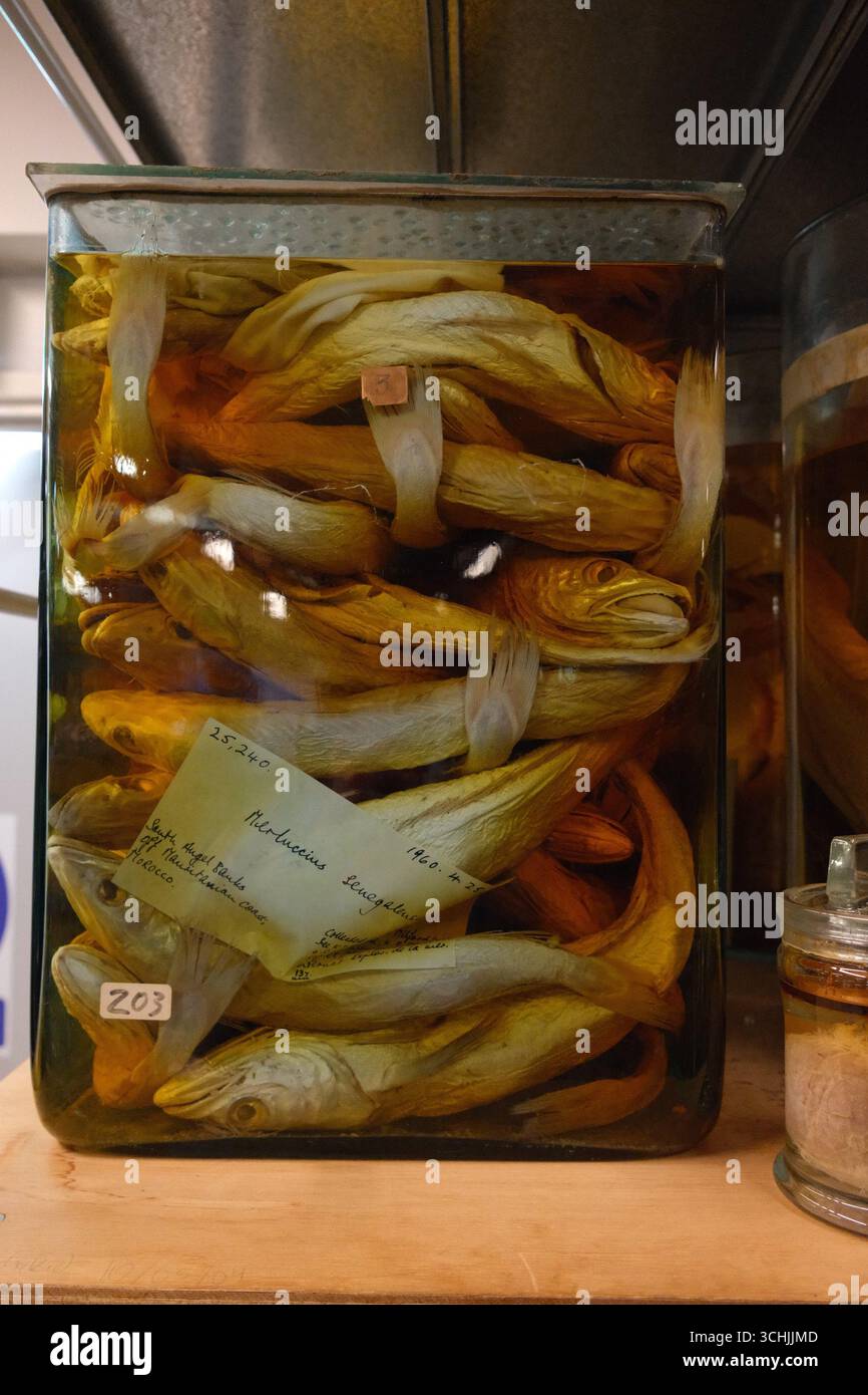 Les voûtes de la collection Spirit du London Natural History Museum Banque D'Images