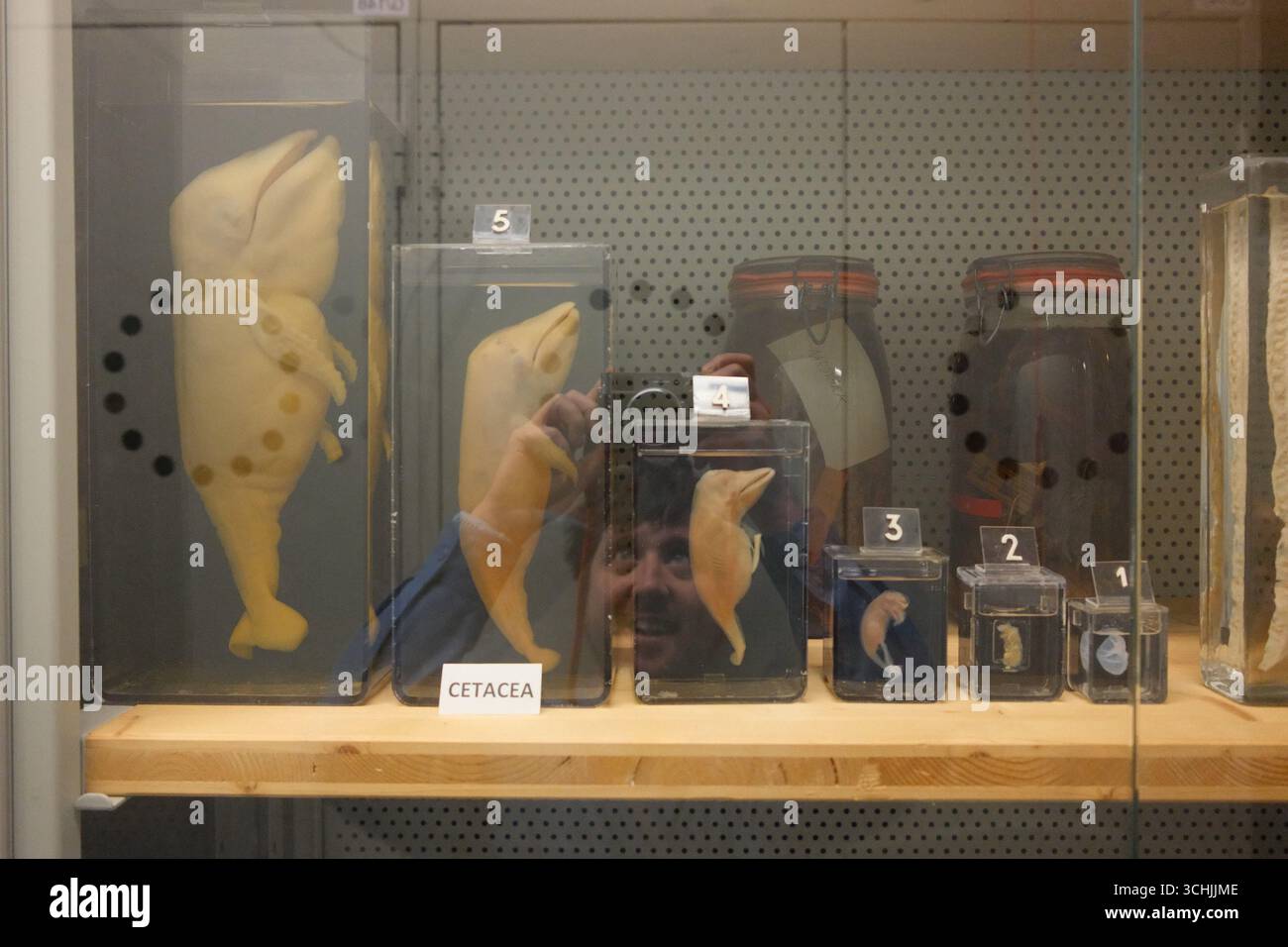 Les voûtes de la collection Spirit du London Natural History Museum Banque D'Images