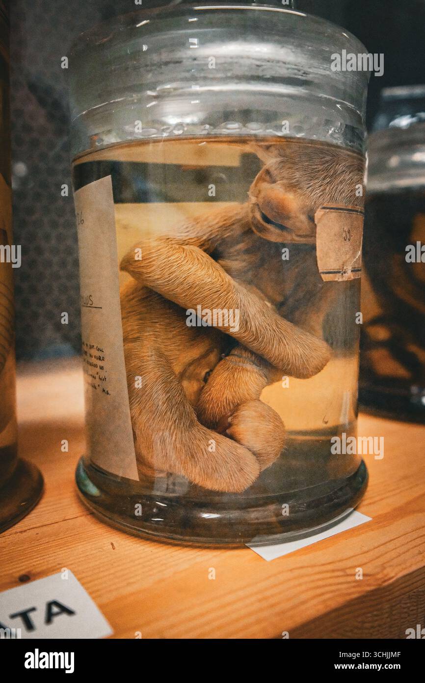 Les voûtes de la collection Spirit du London Natural History Museum Banque D'Images