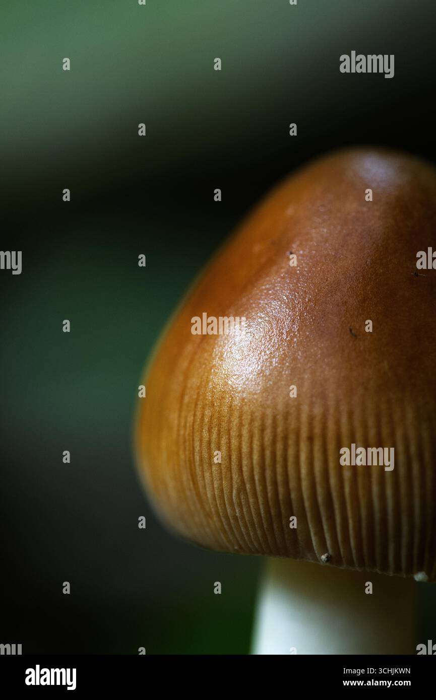 Gros plan macro d'un champignon Amanita fulva dans la forêt Banque D'Images