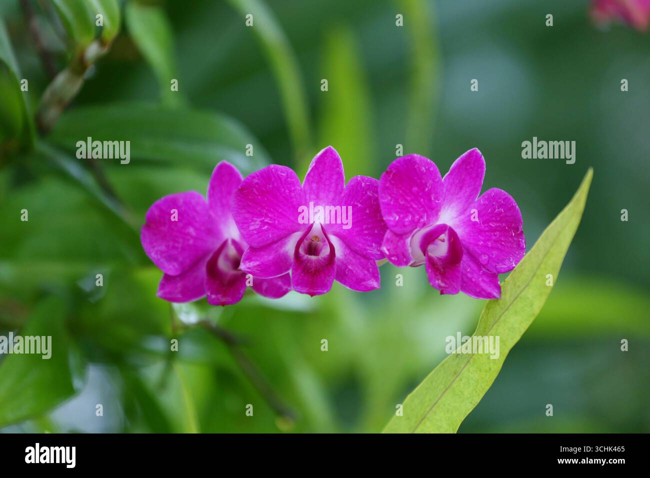 Découvrez la beauté exquise des fleurs d'orchidées roses éclatantes nichées parmi les feuilles vertes luxuriantes, parfaites pour les amoureux de la nature et les amateurs de jardin qui cherchent Banque D'Images