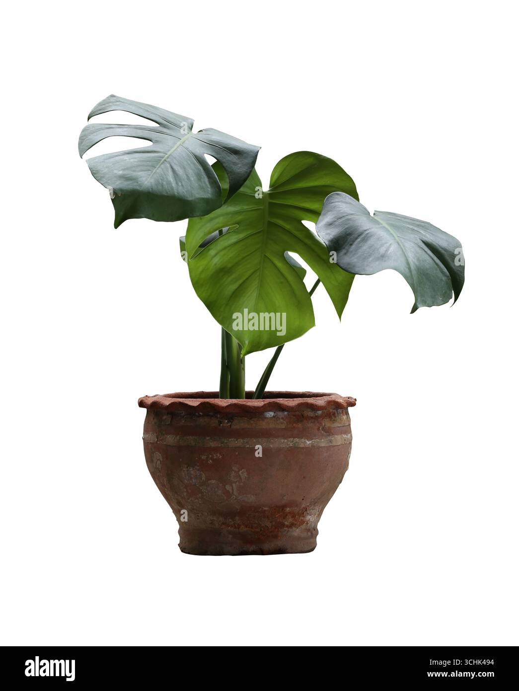 Feuilles de la plante Monstera dans le pot de plante d'argile isolées sur fond blanc et ont des chemins de découpage. Banque D'Images