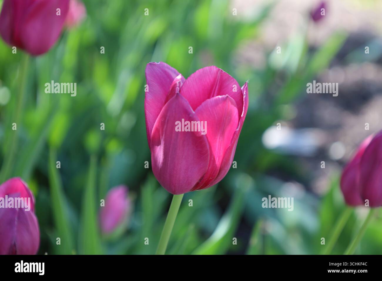 gros plan macro fleur de tulipe rose violette sur fond vert feuillu Banque D'Images