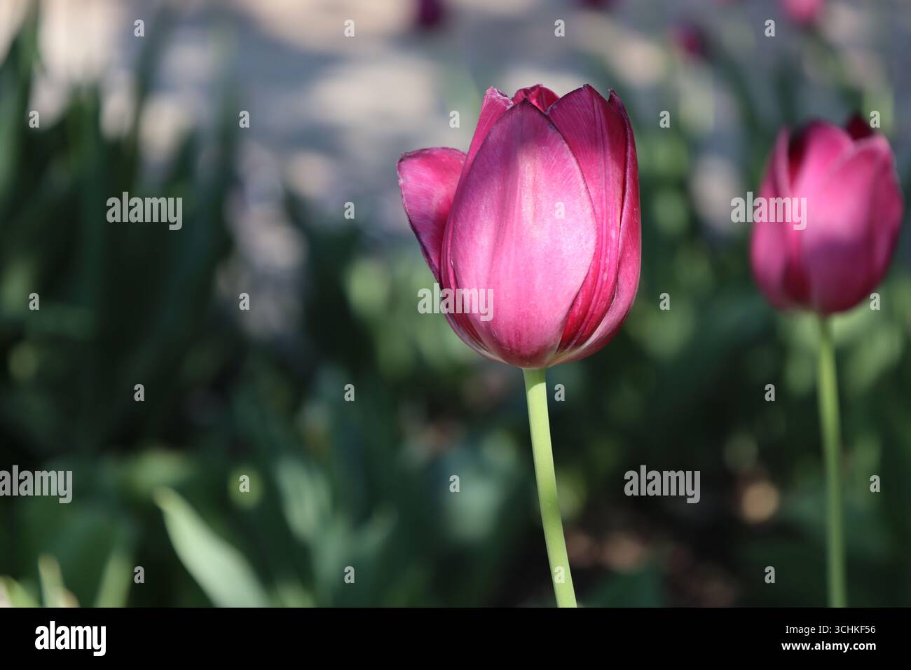 gros plan macro tulipe rose mauve frappée de soleil sur fond vert feuillu Banque D'Images