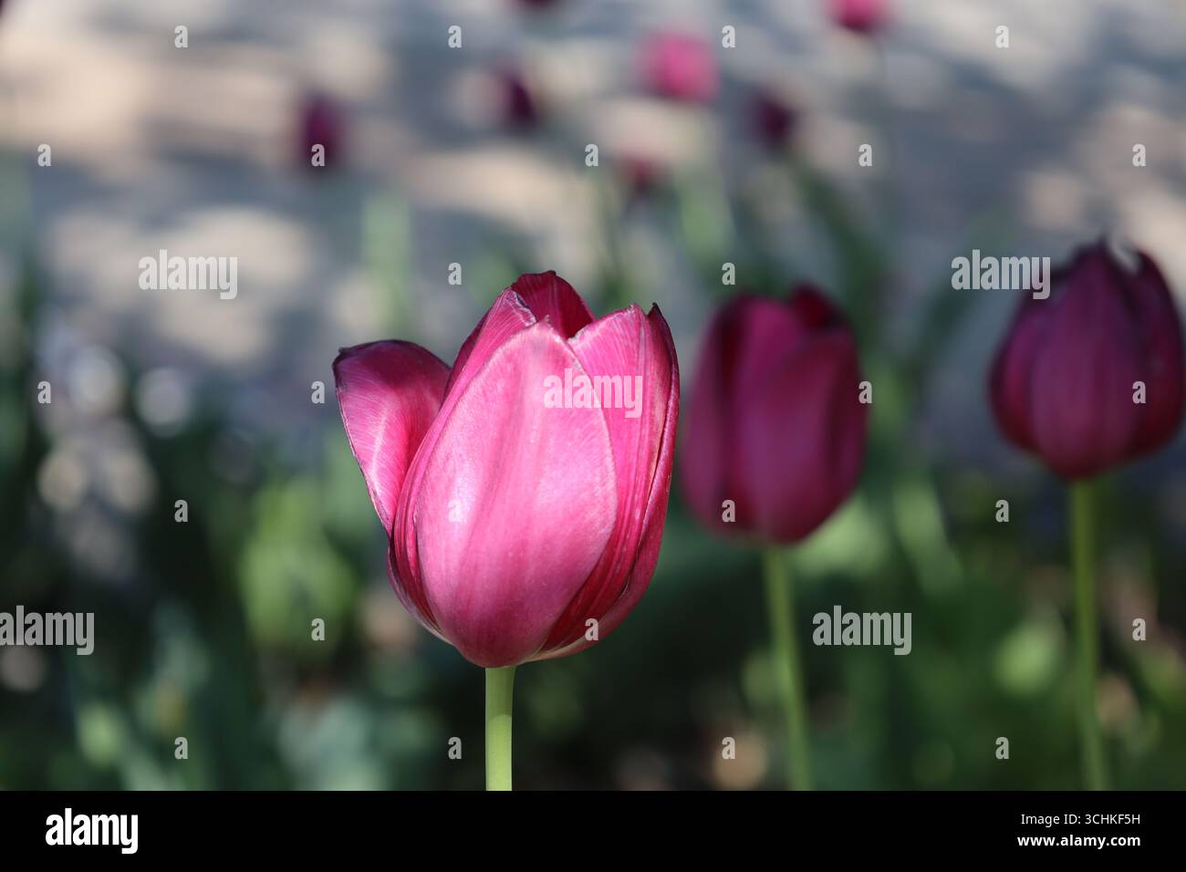 gros plan macro tulipe rose mauve frappée de soleil sur fond vert feuillu Banque D'Images