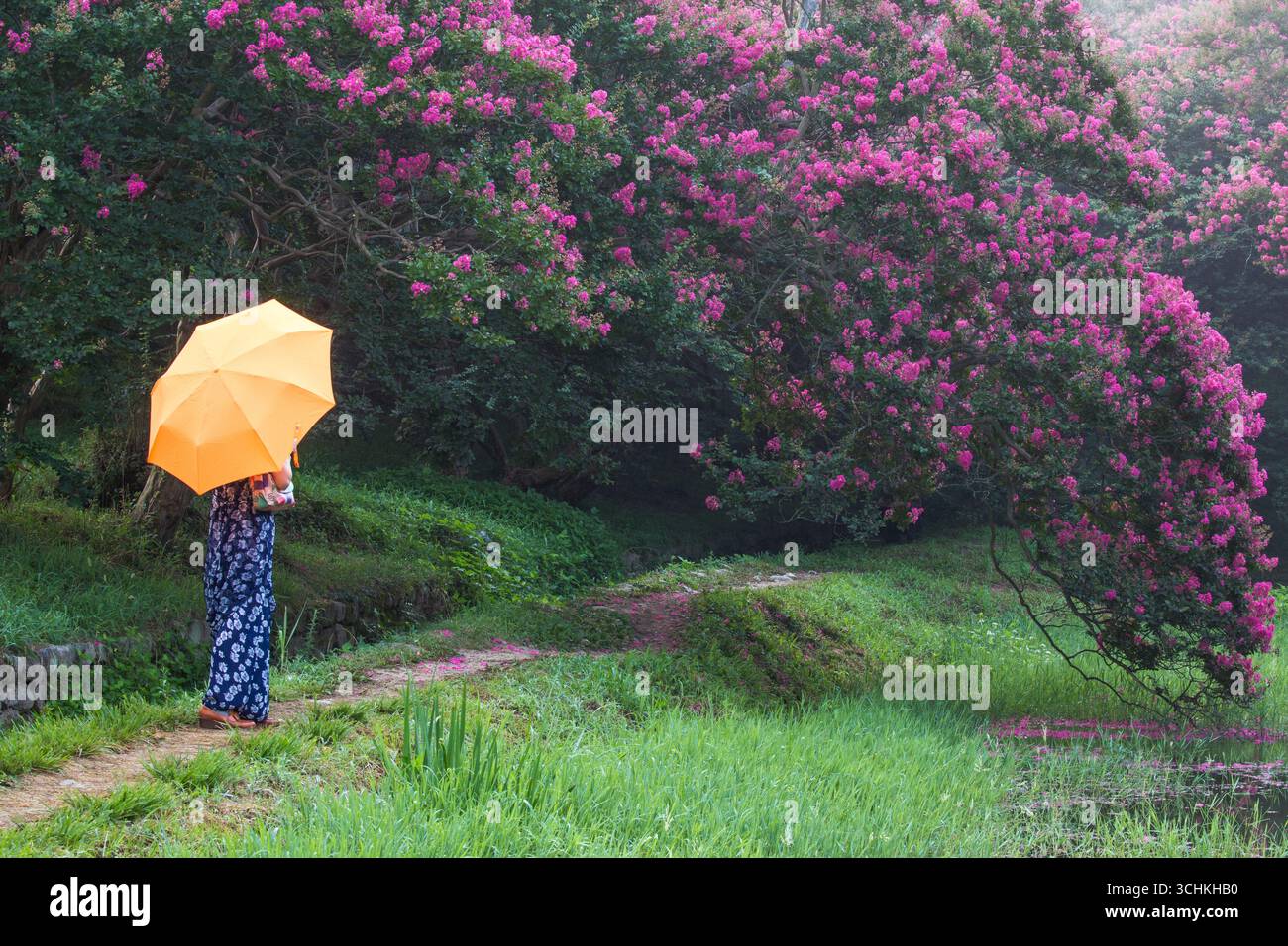 Fleurs de myrte crapé fleurissant près de l'étang dans un village de campagne tranquille, Banque D'Images