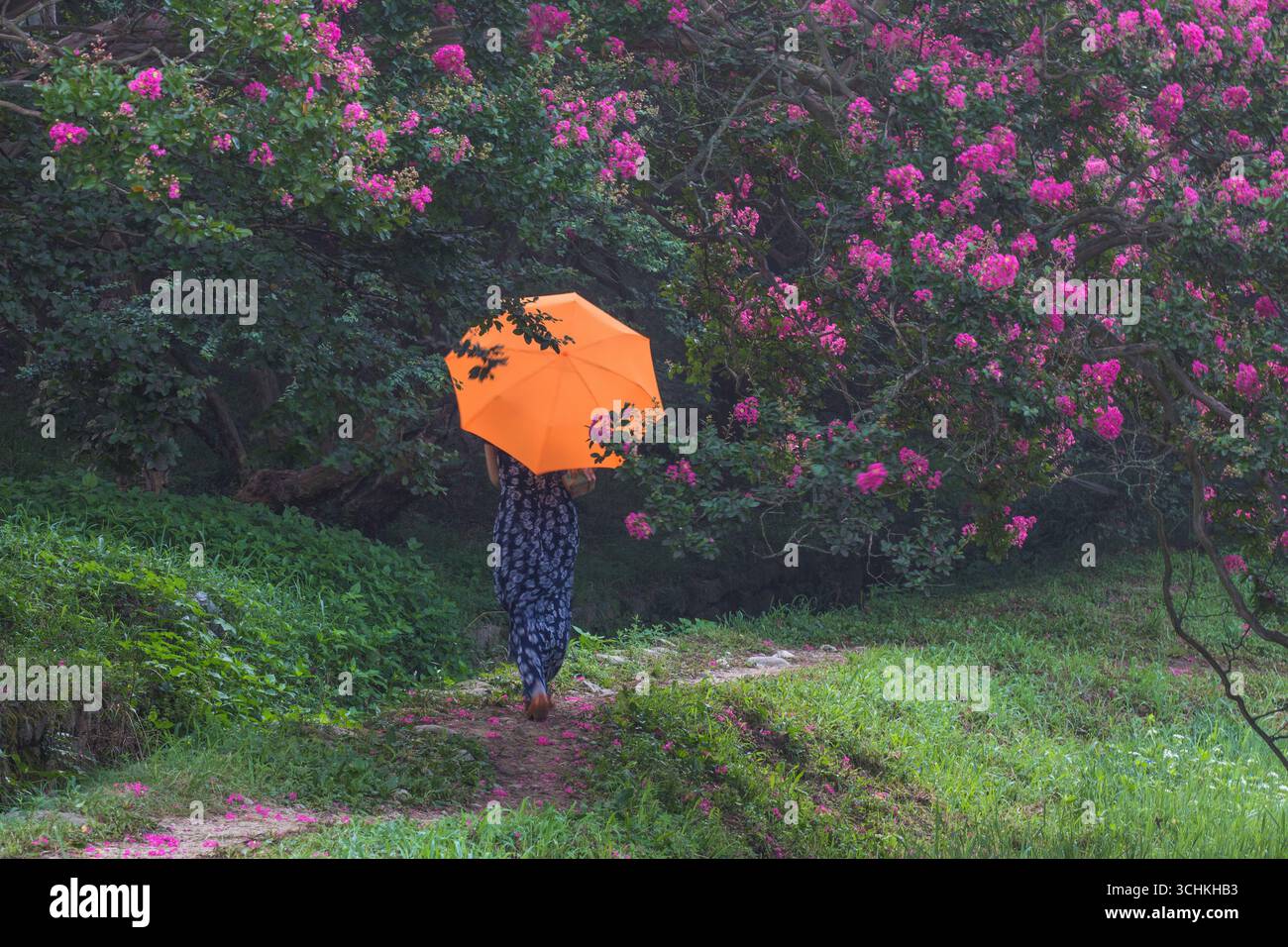 Fleurs de myrte crapé fleurissant près de l'étang dans un village de campagne tranquille, Banque D'Images