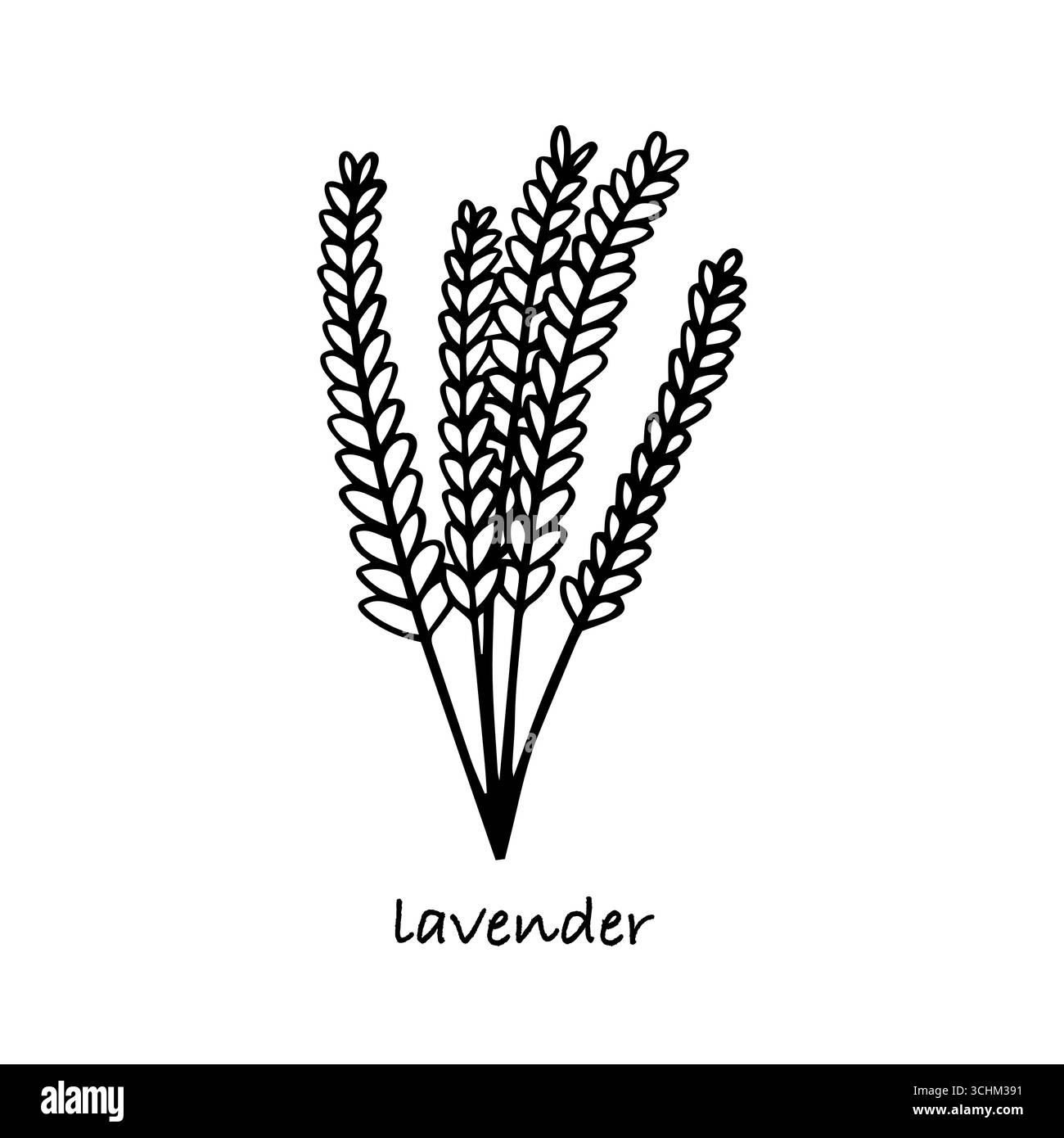 Vecteur d'esquisse dessiné à la main lavande Illustration de Vecteur