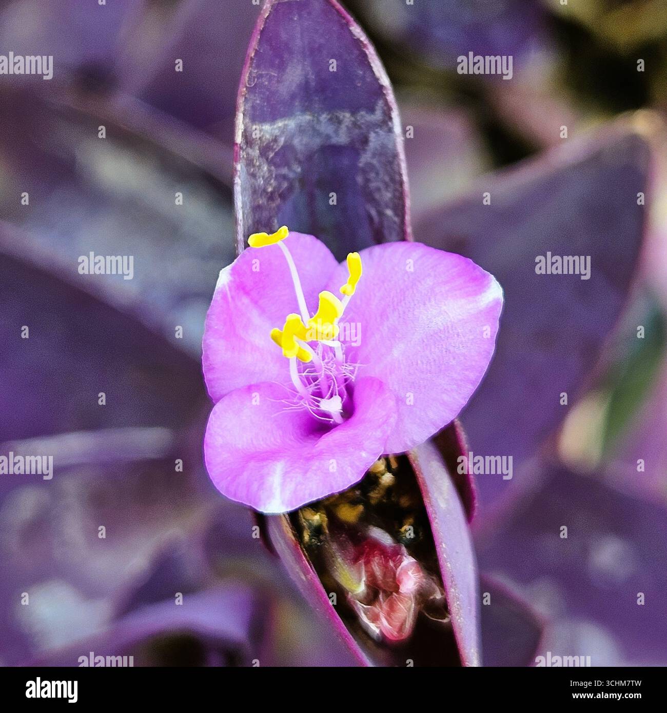 Gros plan d'une fleur violette vibrante avec des étamines jaunes et des pétales délicats, mettant en valeur la beauté naturelle, les détails botaniques et la flore du jardin tropical - Image de stock capturée avec un smartphone
