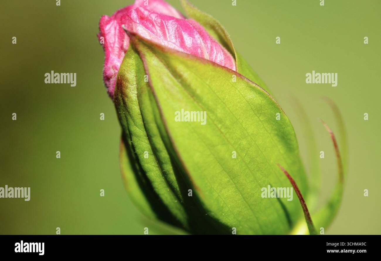 Hibiscus Bud, Fleur photographie couleur Banque D'Images