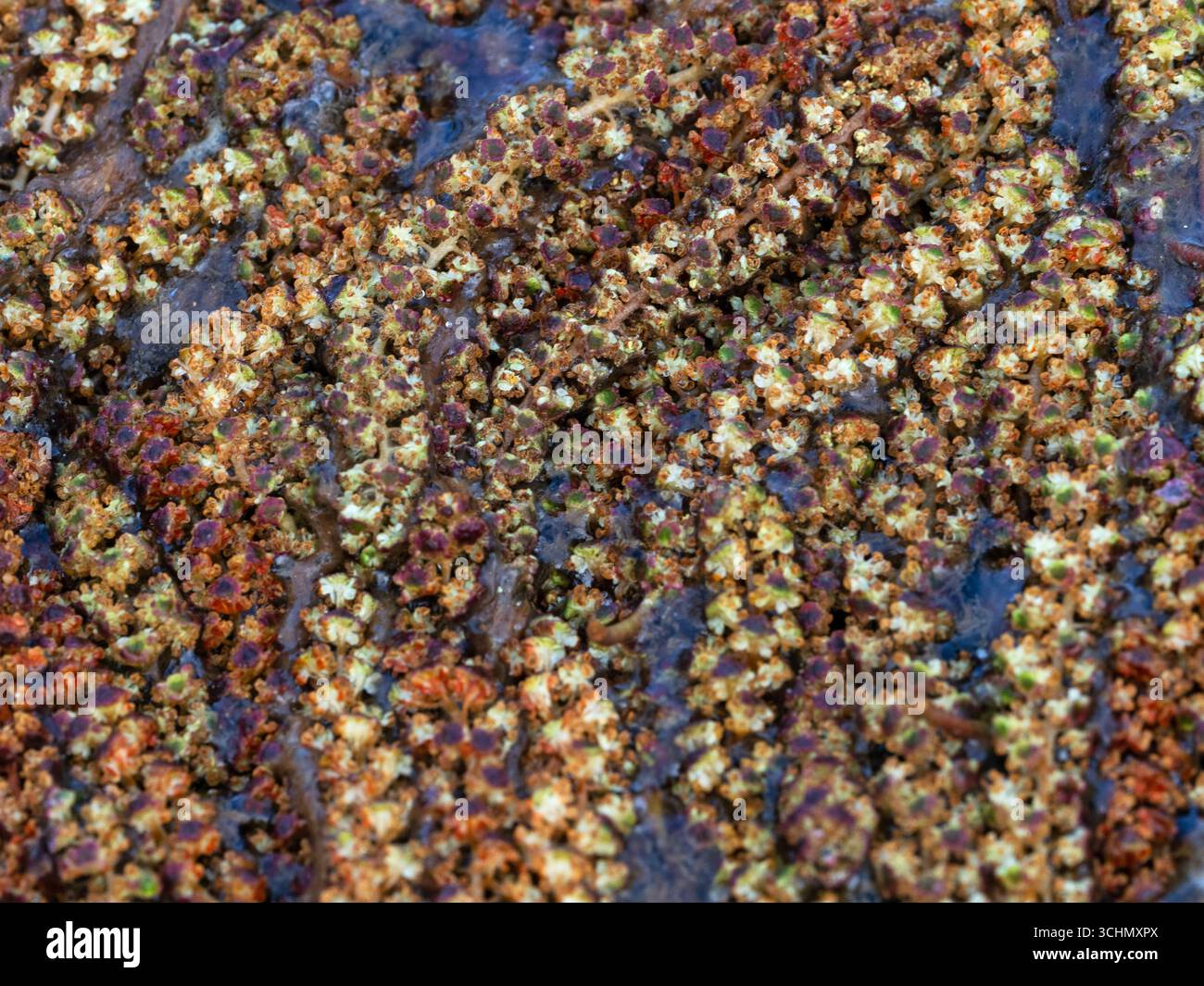 Alder Alnus glutinosa chatons flottant sur Avon Water Stream, Wootton Coppice Inclosure, New Forest National Park, Hampshire, Angleterre, Royaume-Uni, mars 2021 Banque D'Images