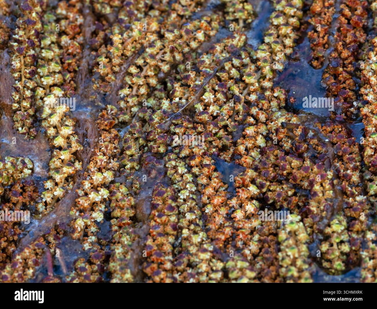 Alder Alnus glutinosa chatons flottant sur Avon Water Stream, Wootton Coppice Inclosure, New Forest National Park, Hampshire, Angleterre, Royaume-Uni, mars 2021 Banque D'Images