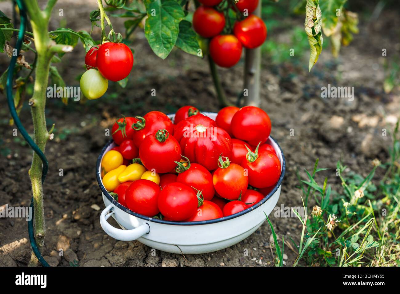 Récolte de légume de tomate du jardin biologique. Variété de tomates cueillie dans un bol en émail Banque D'Images