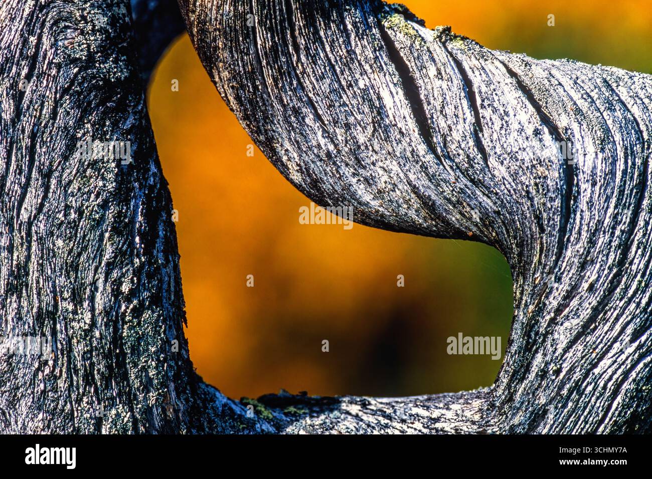 Vue abstraite à un vieil arbre avec des couleurs d'automne en arrière-plan Banque D'Images