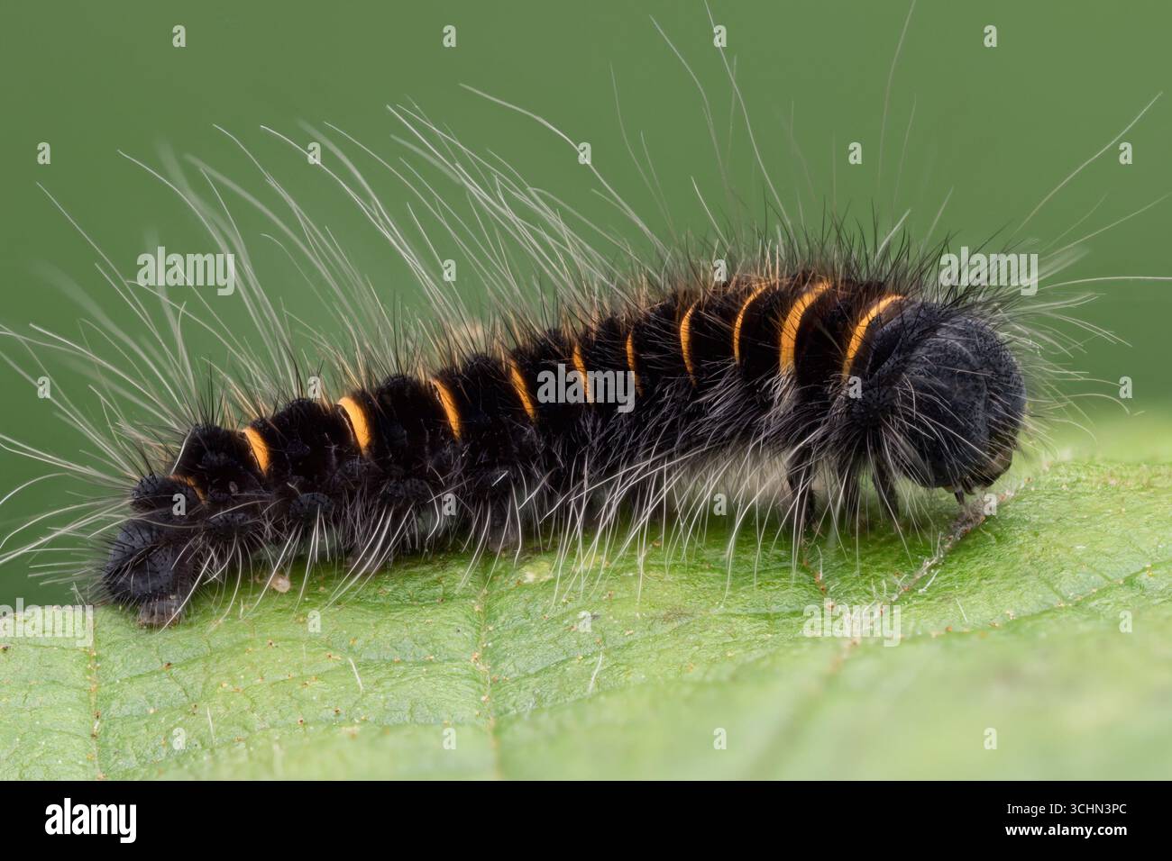 chenille de Moth du renard (Macrothylacia rubi) reposant sur la feuille. Tipperary, Irlande Banque D'Images
