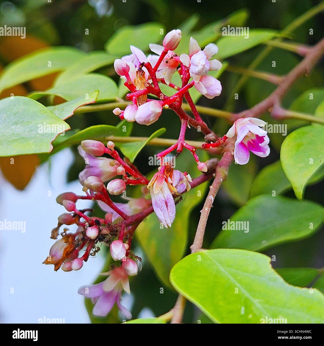 Fleurs d'arbre à étoiles avec de minuscules fleurs roses et rouges, plante tropicale avec feuillage naturel dans la lumière extérieure - Image de stock capturée avec un smartphone