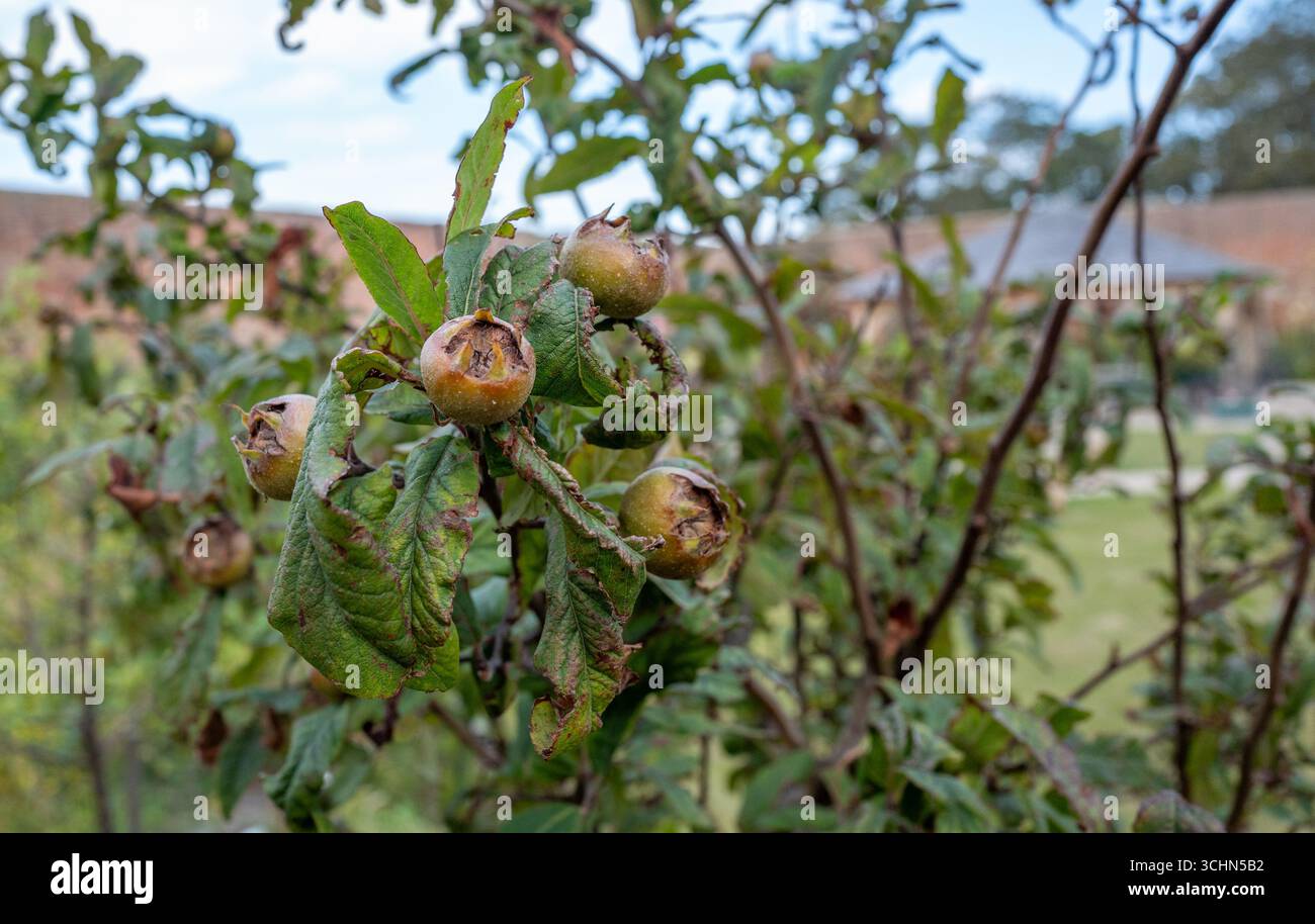 Le fruit d'un Medlar (Nottingham), un petit fruit portant un arbre à feuilles caduques. Banque D'Images