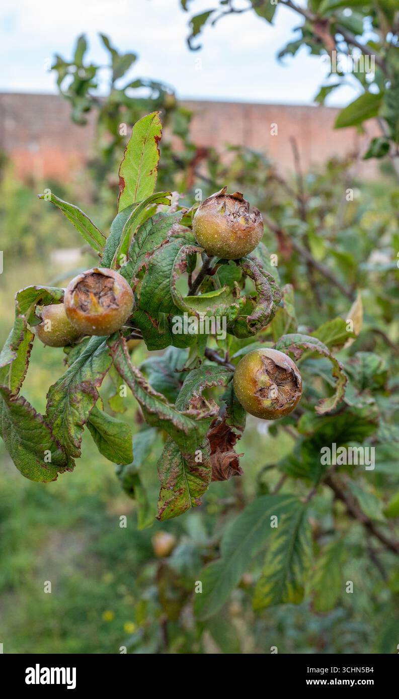 Le fruit d'un Medlar (Nottingham), un petit fruit portant un arbre à feuilles caduques. Banque D'Images