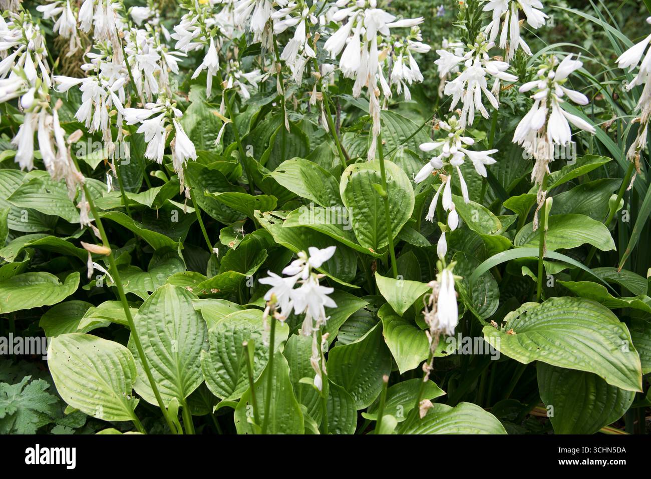 Hosta Royal Standard (Plantain Lily) Banque D'Images