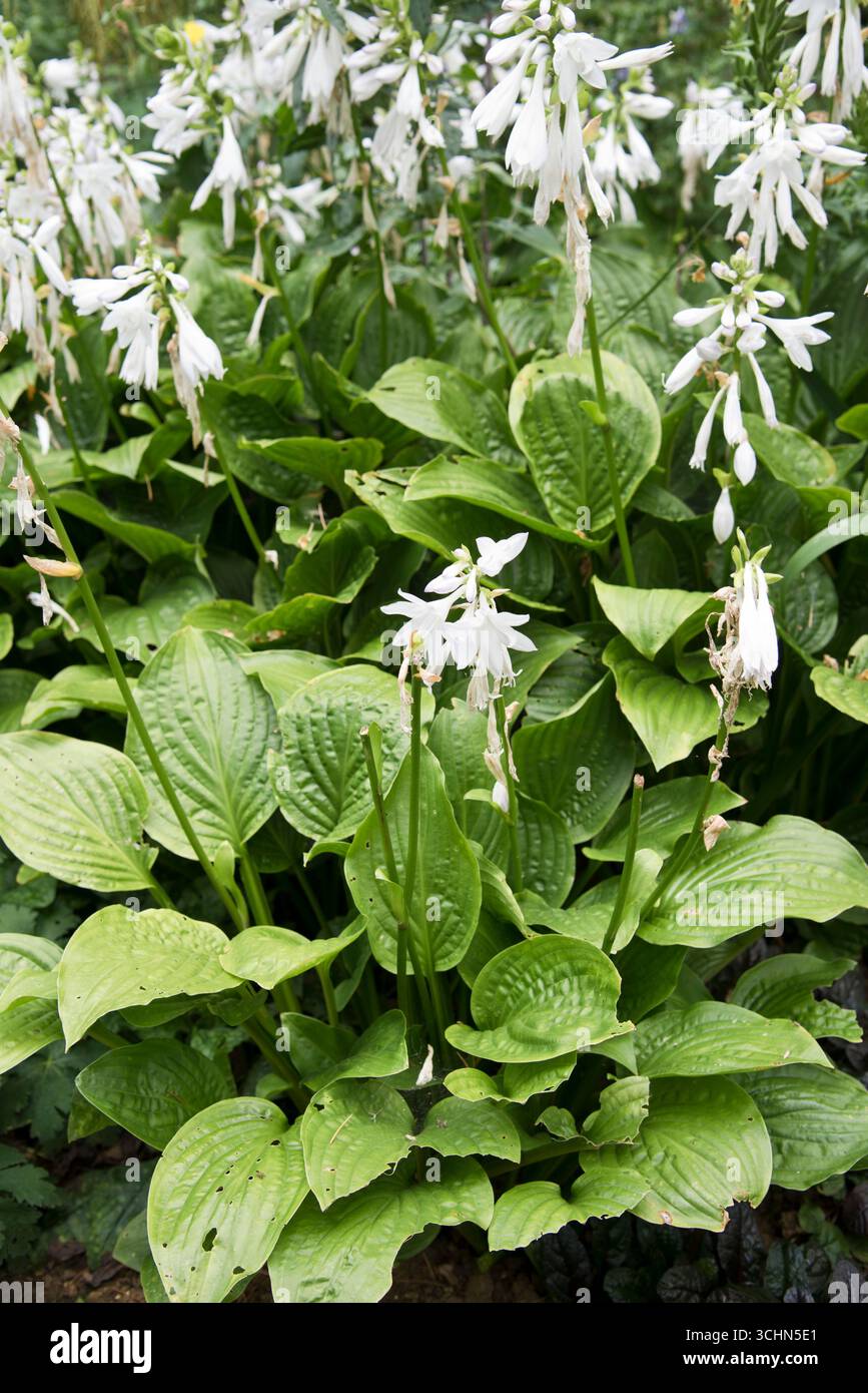 Hosta Royal Standard (Plantain Lily) Banque D'Images