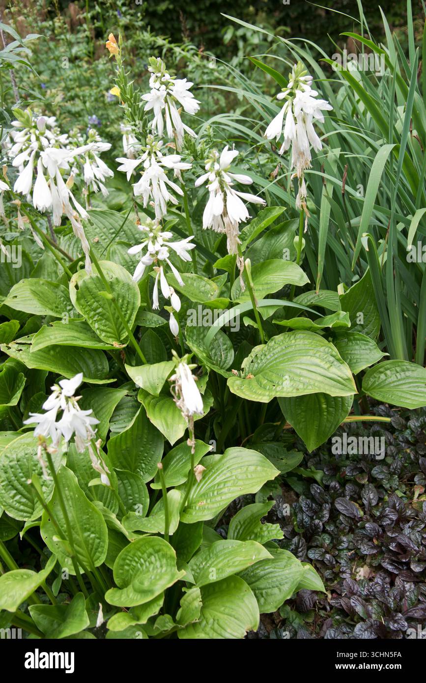 Hosta Royal Standard (Plantain Lily) Banque D'Images
