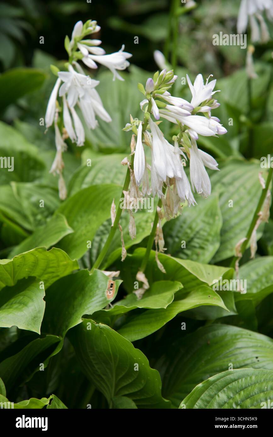Hosta Royal Standard (Plantain Lily) Banque D'Images