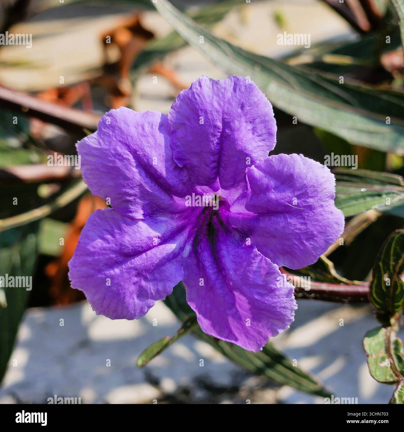 Fleur violette avec de larges pétales fleurissant à l'extérieur, fond de feuilles vertes naturelles à la lumière du soleil - Image de stock capturée avec un smartphone