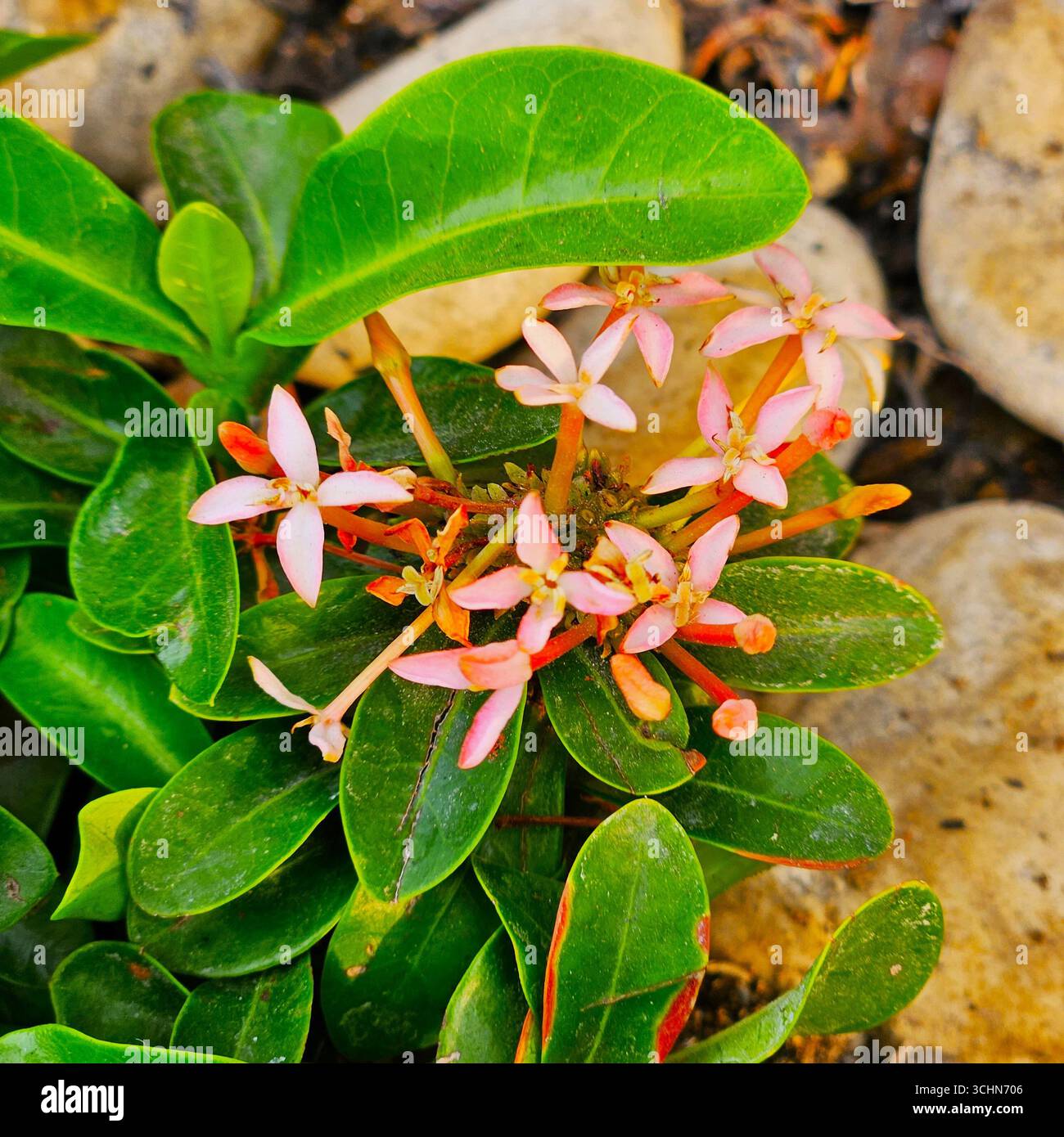 Grappe de petites fleurs roses et oranges fleurissant parmi les feuilles vertes, plante tropicale dans le jardin naturel - Image de stock capturée avec un smartphone