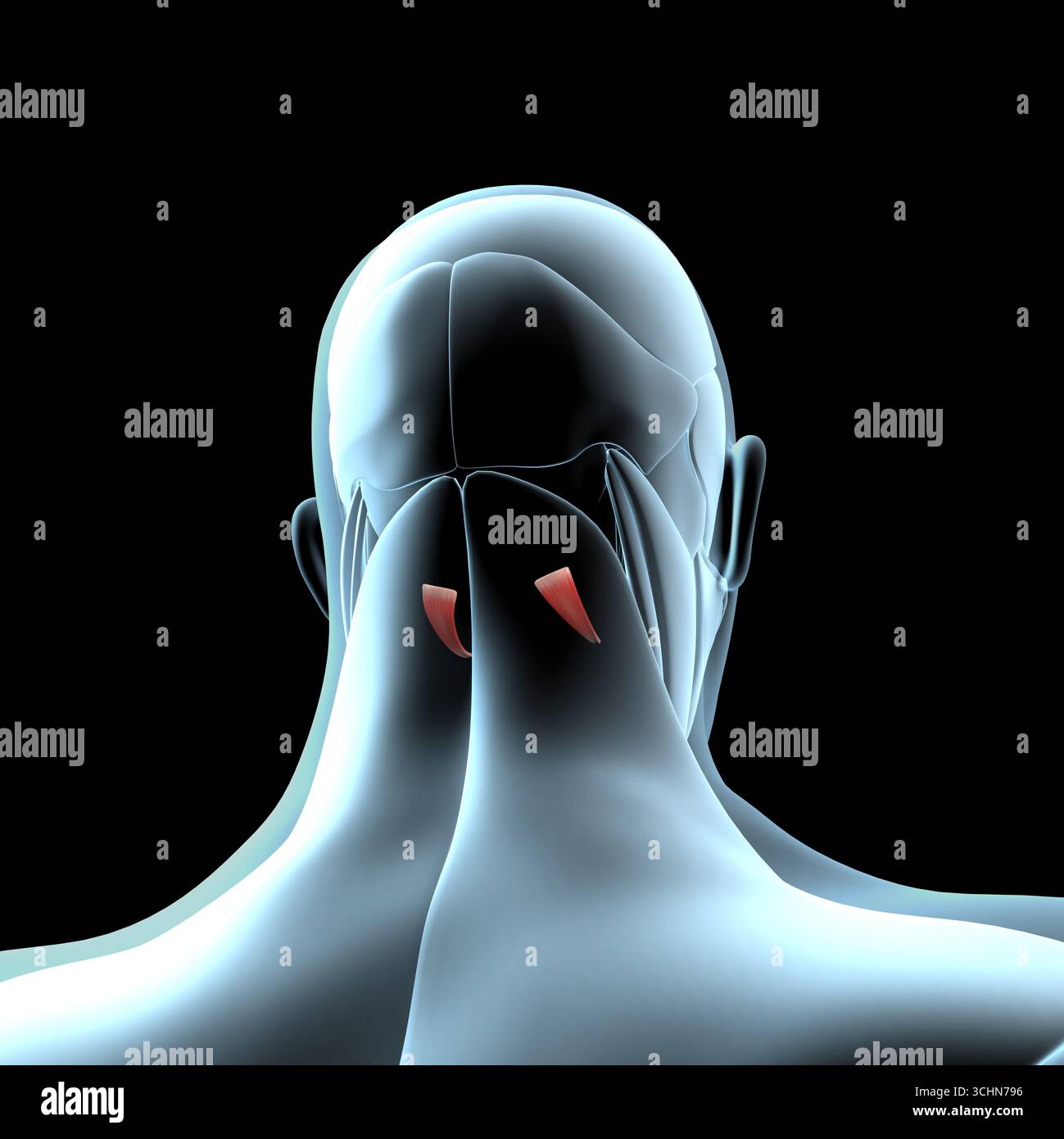 Cette illustration 3d montre une vue des muscles supérieurs de l'obliquus capitis sur la musculature de rayons X. Banque D'Images