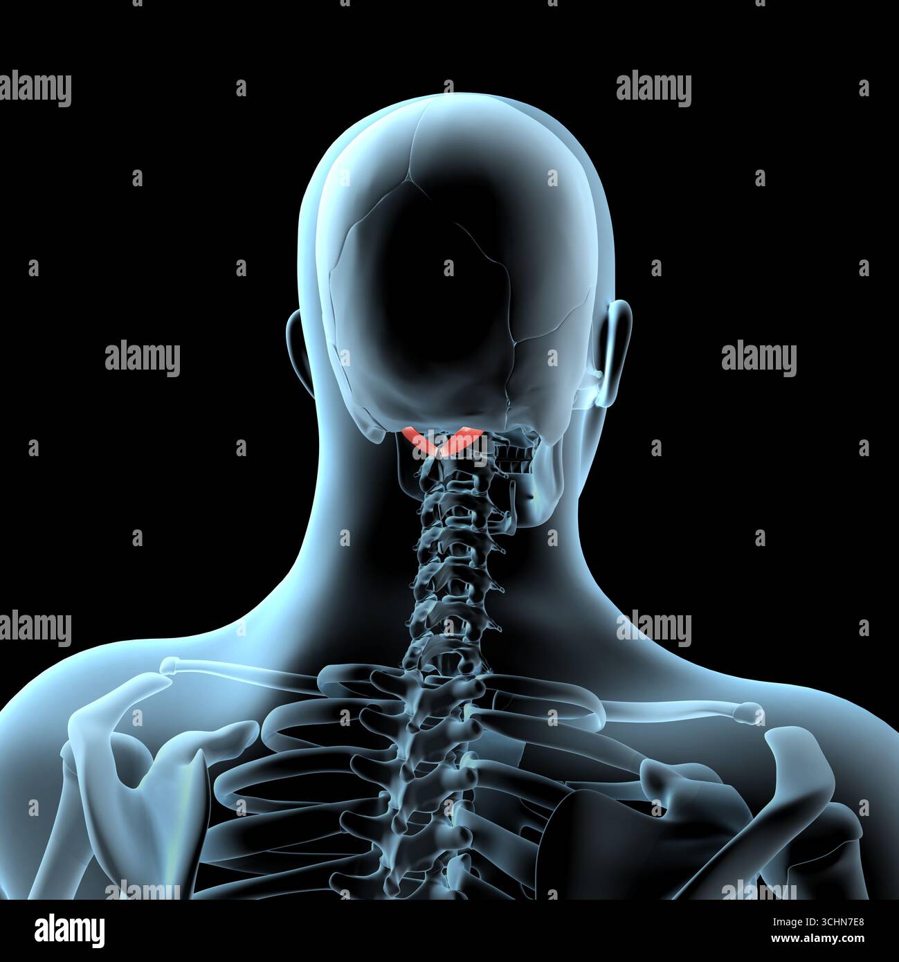 Cette illustration 3D montre la position anatomique des muscles principaux postérieurs de l'obliquus droit sur le corps radiographique Banque D'Images