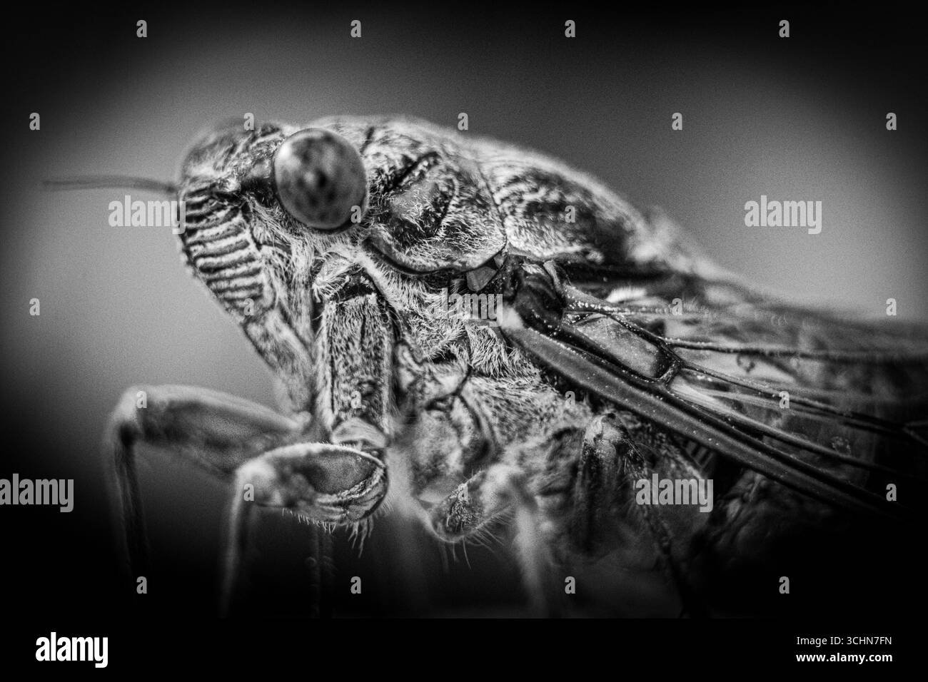 Macrophotographie du cricket de la brousse selle de Dalmatie (Ephippiger discoidalis), une espèce rare d'Orthoptère endémique de la région dalmate de Croatie. Banque D'Images