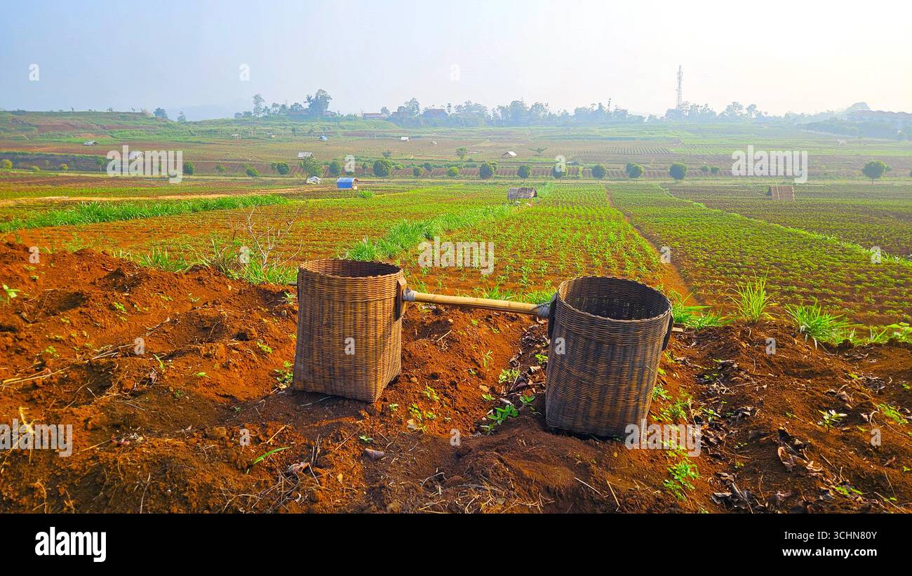 Terres agricoles avec des paniers en bambou sur le sol, jeunes cultures poussant en rangées sous la lumière du jour - Image de stock capturée avec un smartphone