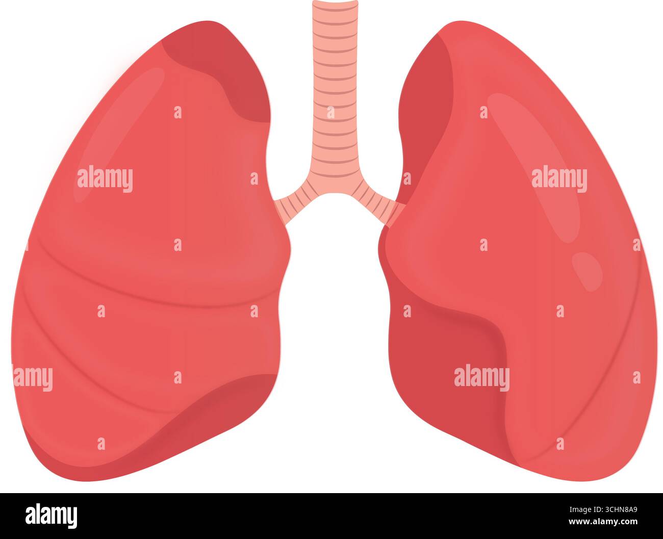 Illustration de l'organe pulmonaire humain isolé Banque D'Images