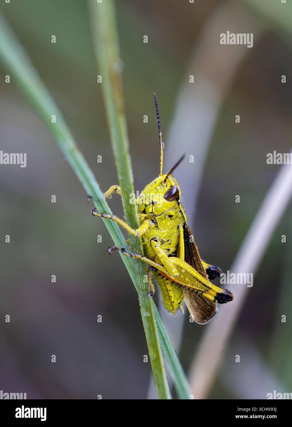 Grand sauterelle de marais Banque D'Images