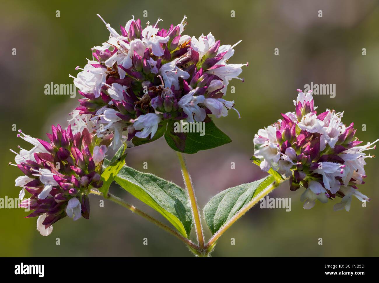 Floraison sauvage de marjolaine Banque D'Images