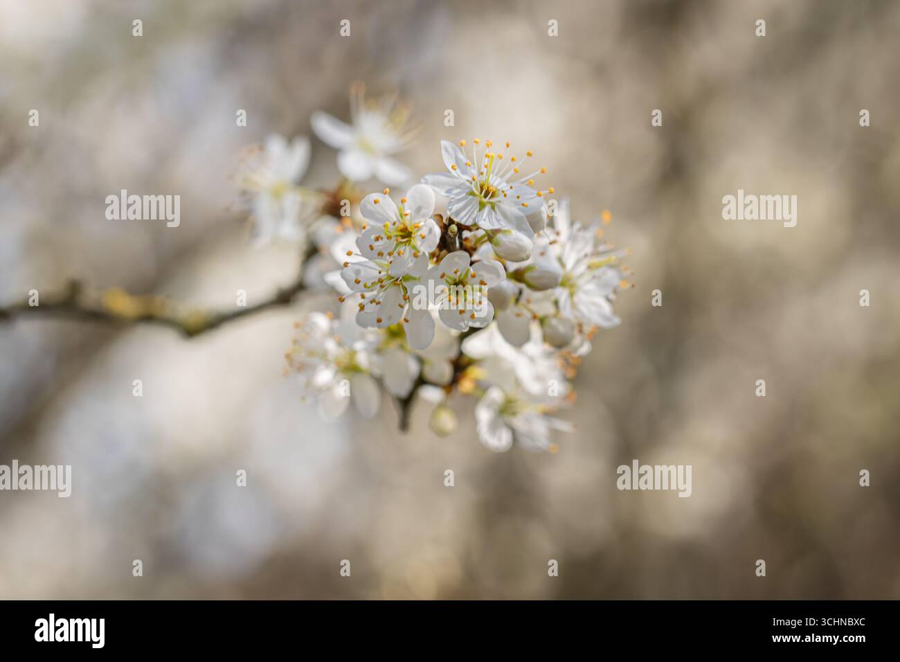 Les fleurs de prunus spinosa, communément appelé blackthorn, un jour ensoleillé de printemps Banque D'Images