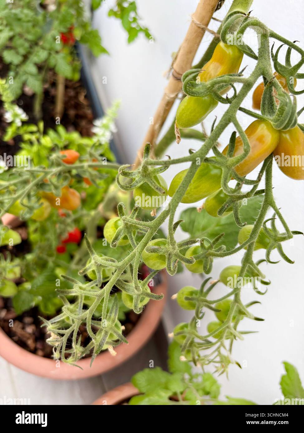 Plant de tomate cultivé en pot sur le balcon. Concept de jardinage. Directement au-dessus. Banque D'Images