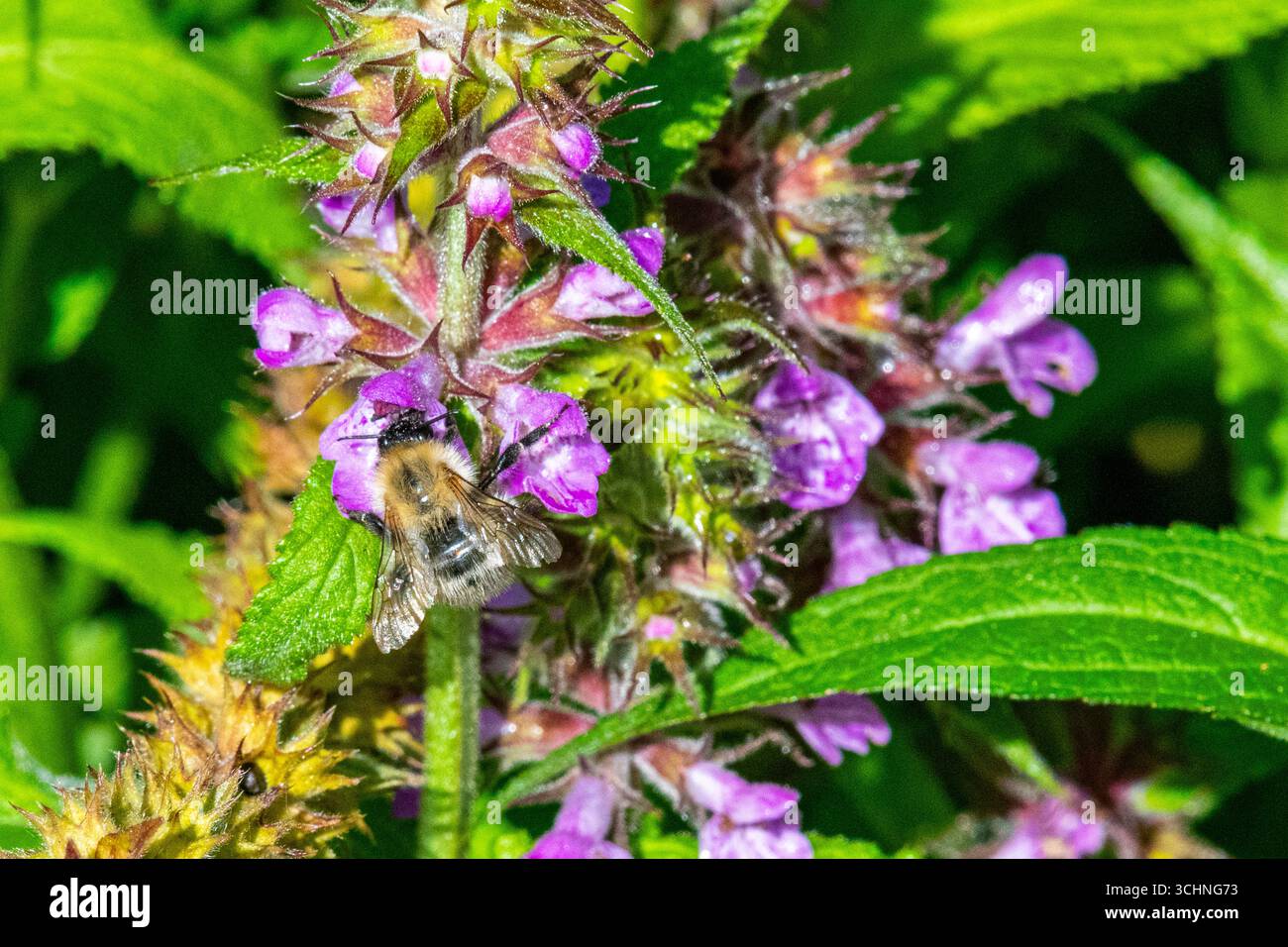 Un bourdon se nourrissant du nectar de fleurs roses du WWT London Wetland Centre à Barnes à Londres, Royaume-Uni Banque D'Images
