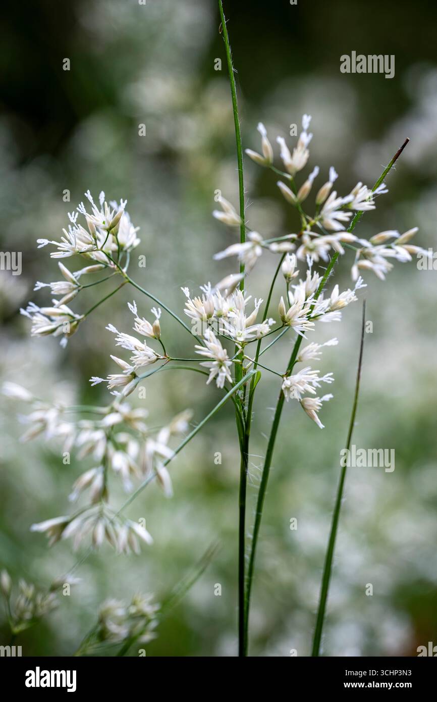 Luzula nivea, Snowy Wood Rush Banque D'Images