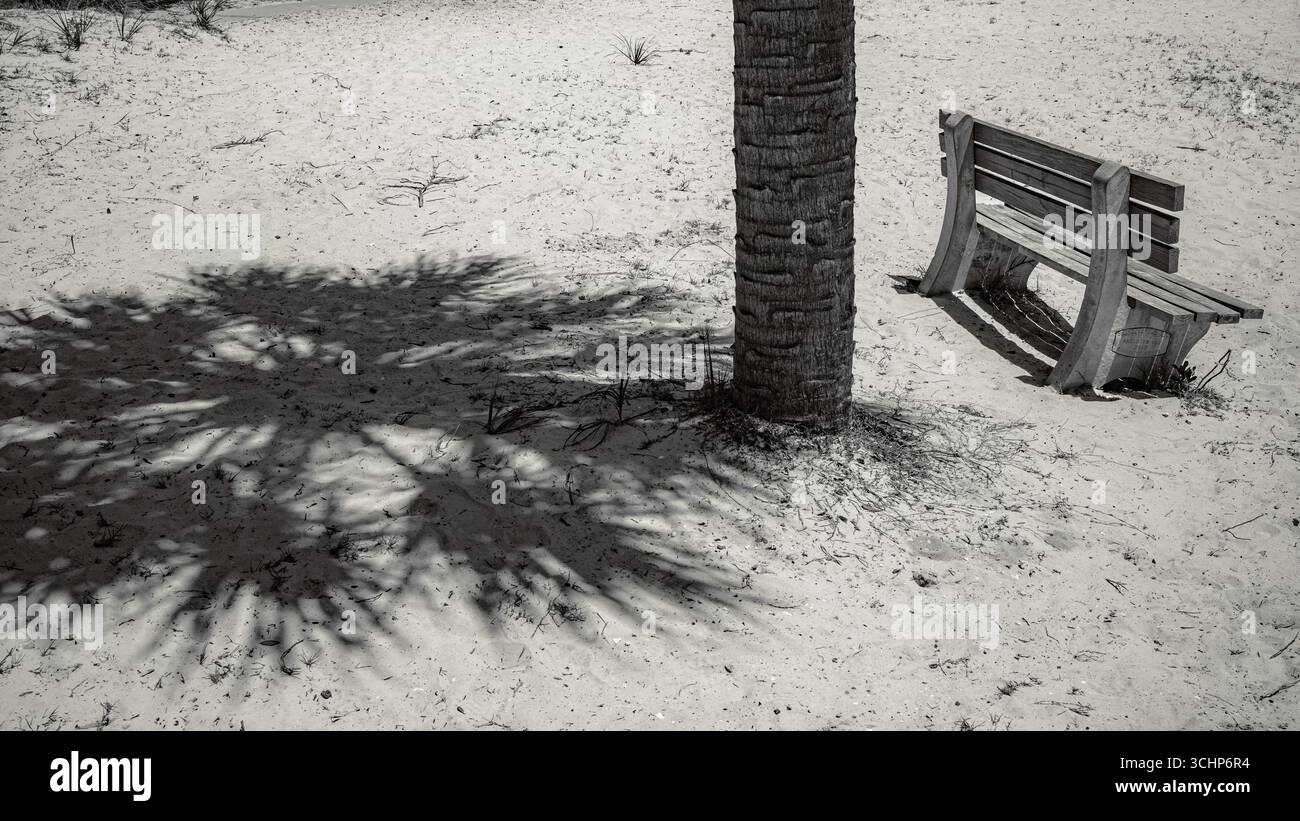 Un banc pas à l'ombre d'un palmier sur la plage. Cedar Key Floride Banque D'Images
