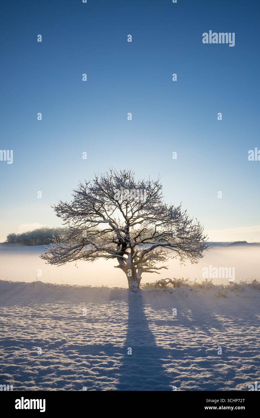 vieux chêne dans le champ de neige d'hiver avec de la brume au lever du soleil avec des rayons de soleil brillant à travers l'arbre créant une image dramatique, fond de nature d'hiver Banque D'Images