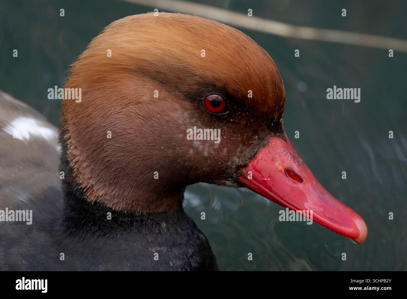 Le Red-Crested Pochard (Netta rufina) est un grand canard plongeur. Banque D'Images