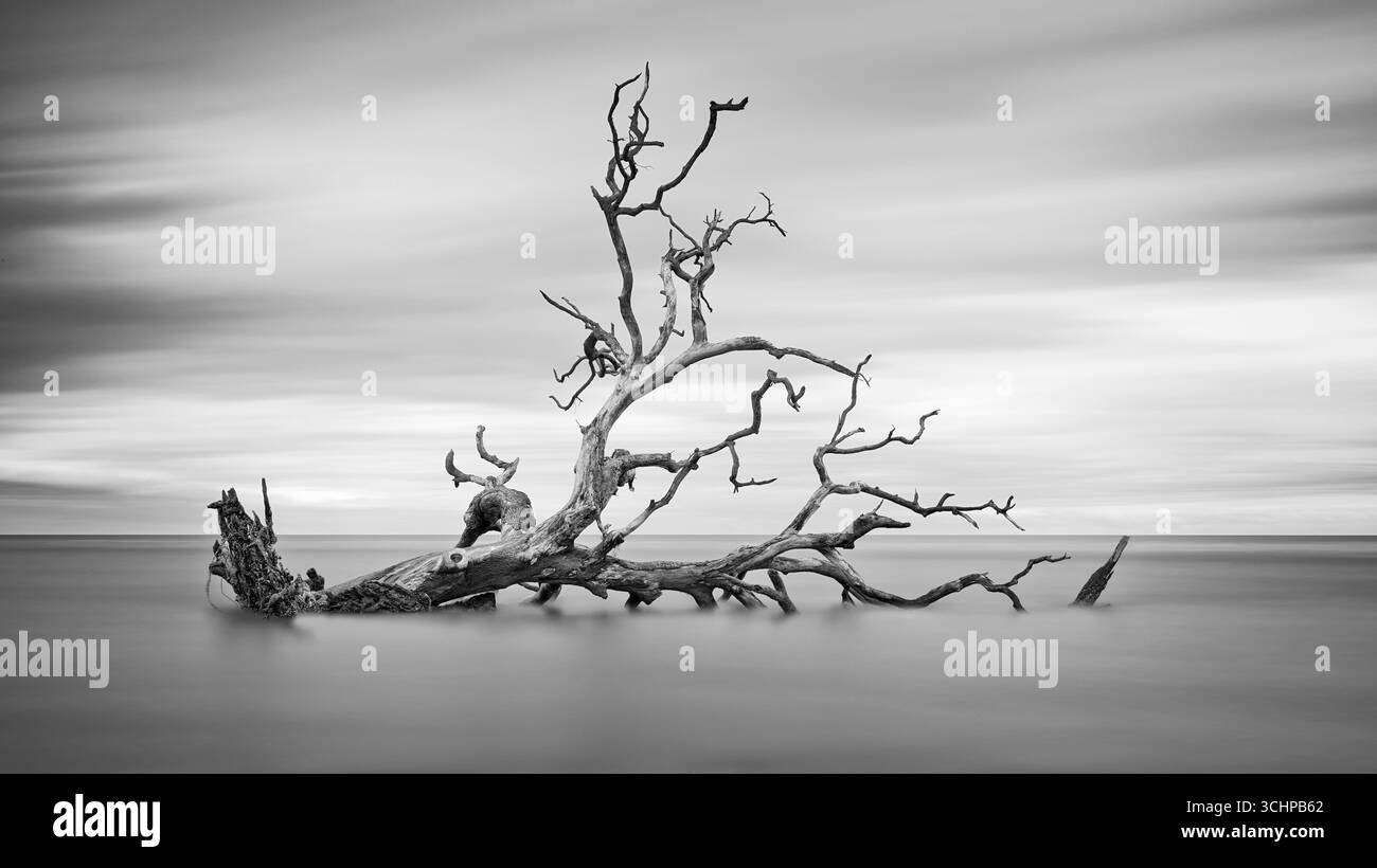 Un arbre tombé entouré par l'océan où il y avait autrefois terre. Image noir et blanc de format moyen de figital. Hunting Island, Caroline du Sud Banque D'Images
