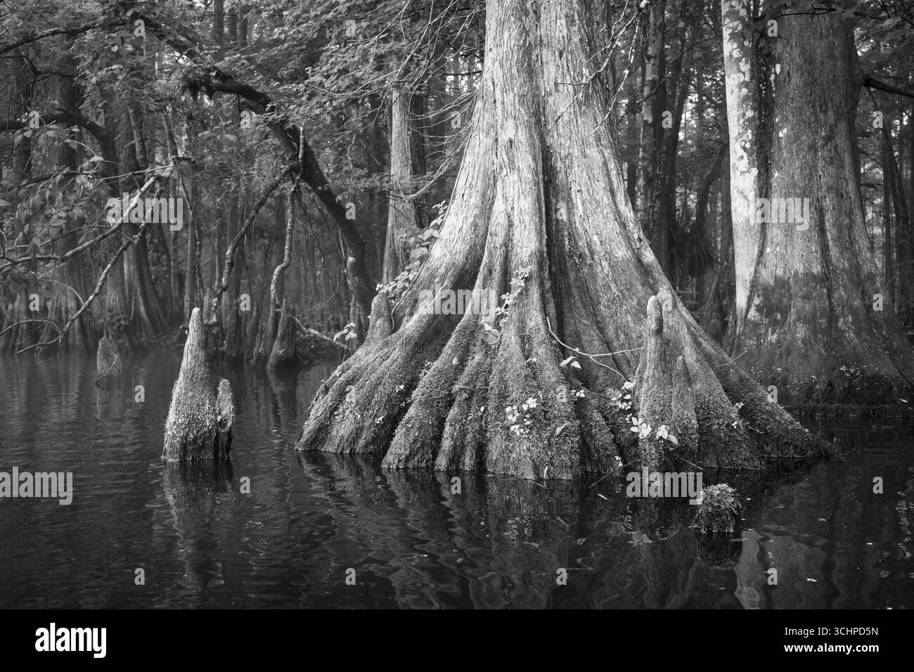 Base d'un cyprès et des genoux de cyprès le long de la rive de la pittoresque rivière Withlacoochee. Citrus County, Floride. L'un des rares cours d'eau au monde Banque D'Images Base d'un cyprès et des genoux de cyprès le long de la rive de la pittoresque rivière Withlacoochee. Citrus County, Floride. L'un des rares cours d'eau au monde Banque D'Images