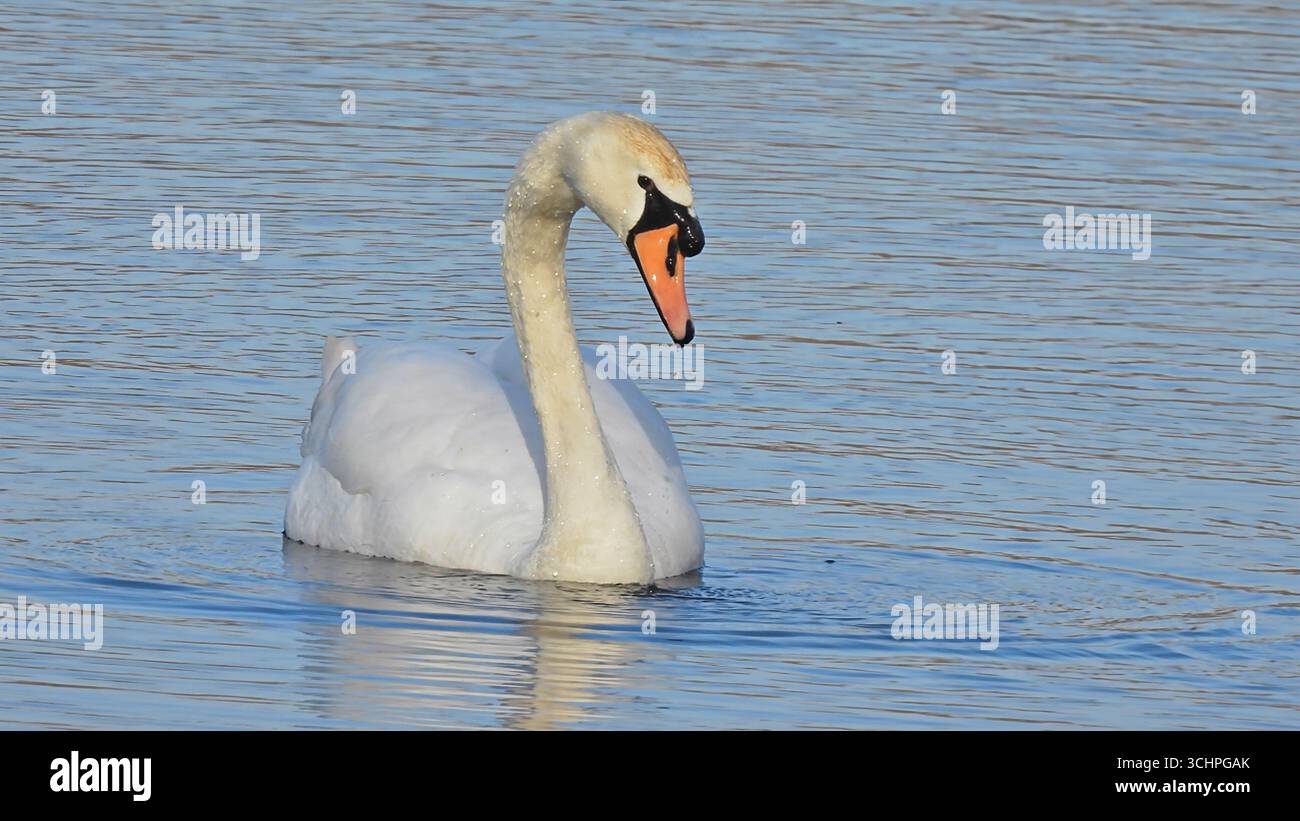 Cygne élégant et gracieux nageant sur un lac Banque D'Images