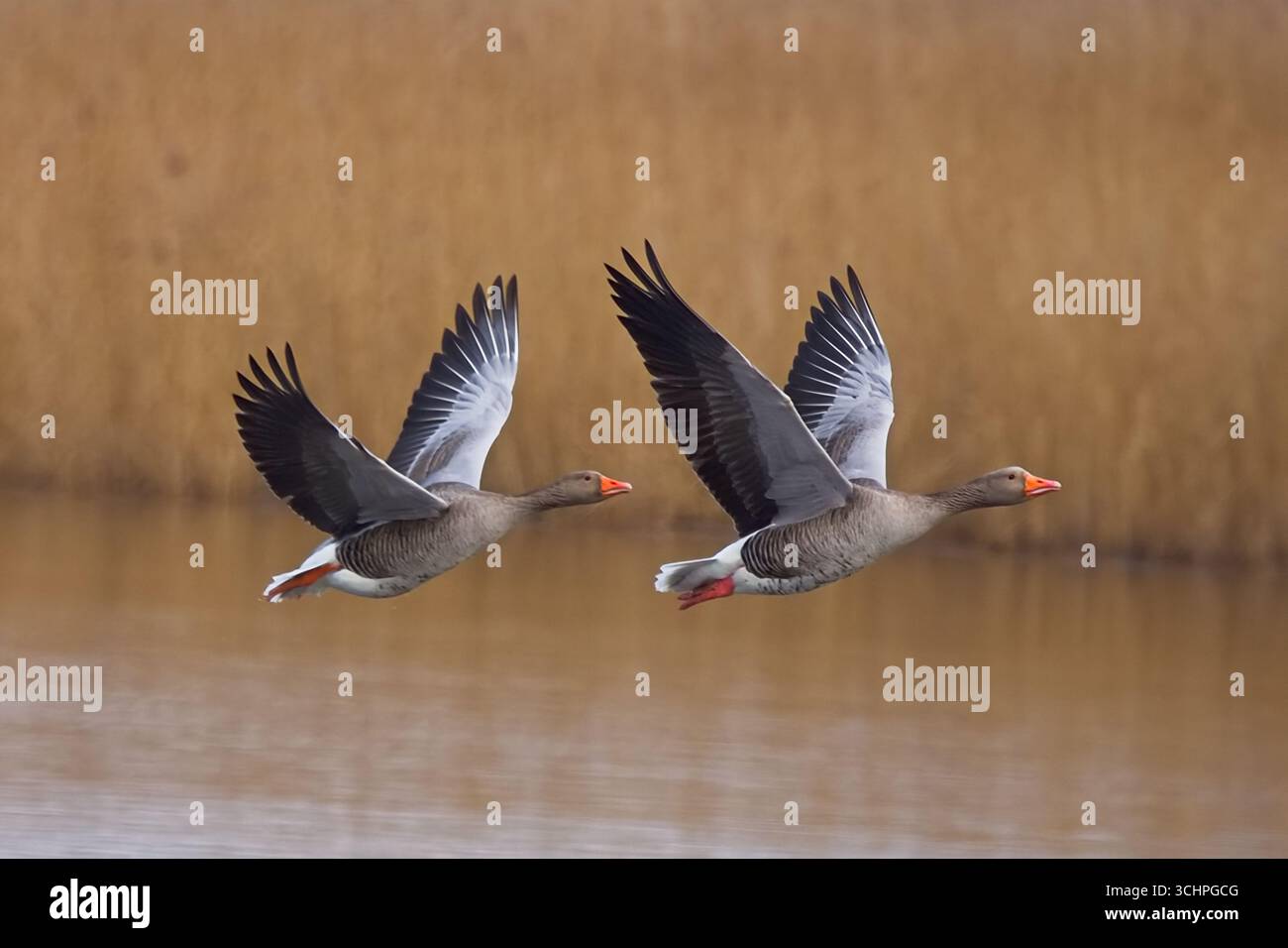 Deux belles oies de Greylag volant à l'unisson près de la surface du lac dans une réserve naturelle RSPB, avec le fond bokeh les faisant tenir o Banque D'Images