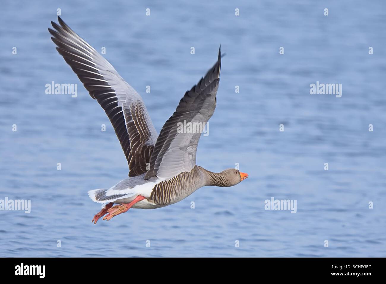 Belle OIE Greylag en vol au-dessus du lac d'une réserve naturelle. Ses ailes puissantes le propulsent vers l'avant, car son bec orange vif et ses jambes sont hautes Banque D'Images