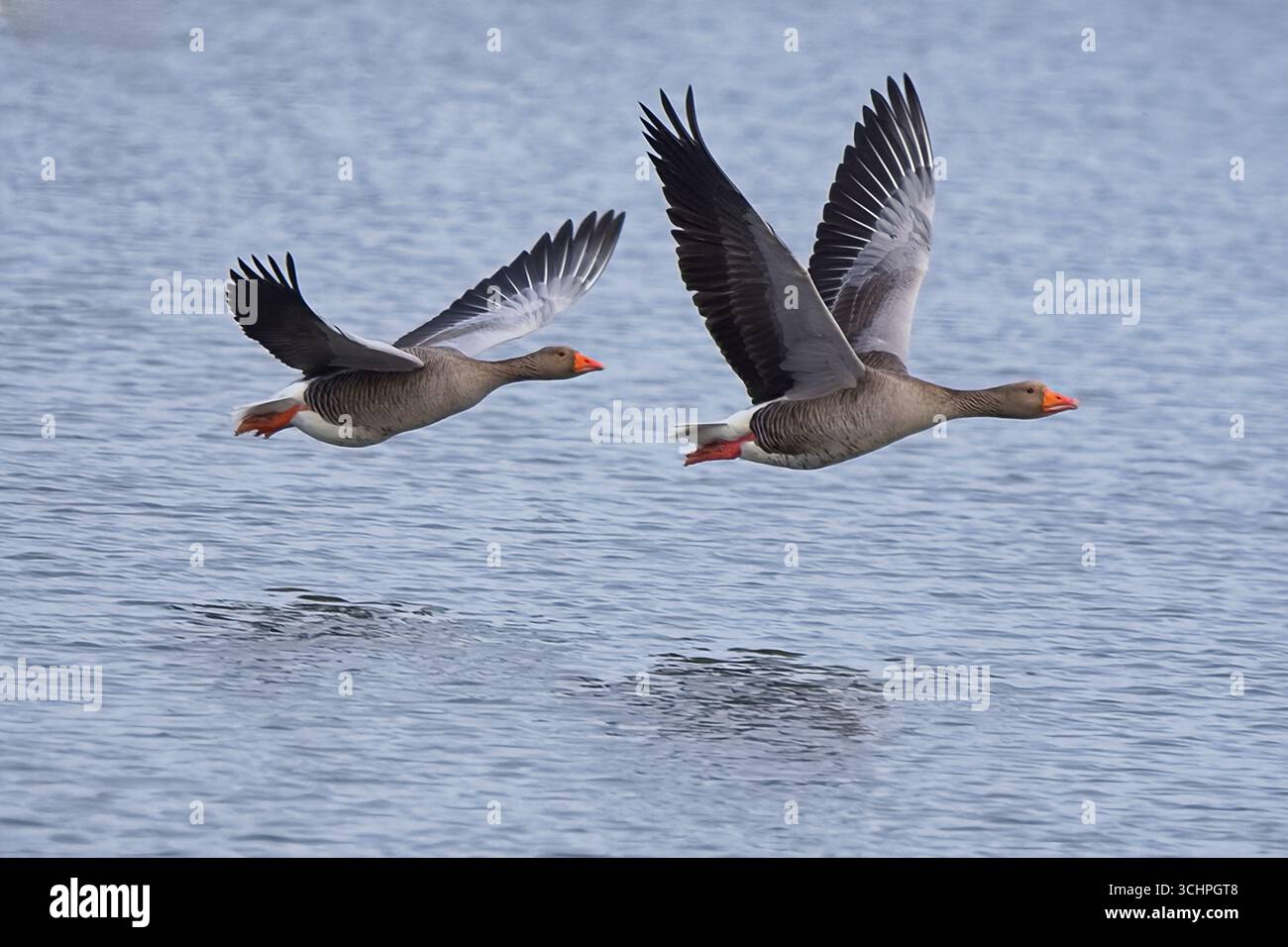 Les oies de Greylag synchronisées décollent et en vol dans une réserve naturelle, leurs ombres sont clairement visibles à la surface de l'eau. Banque D'Images