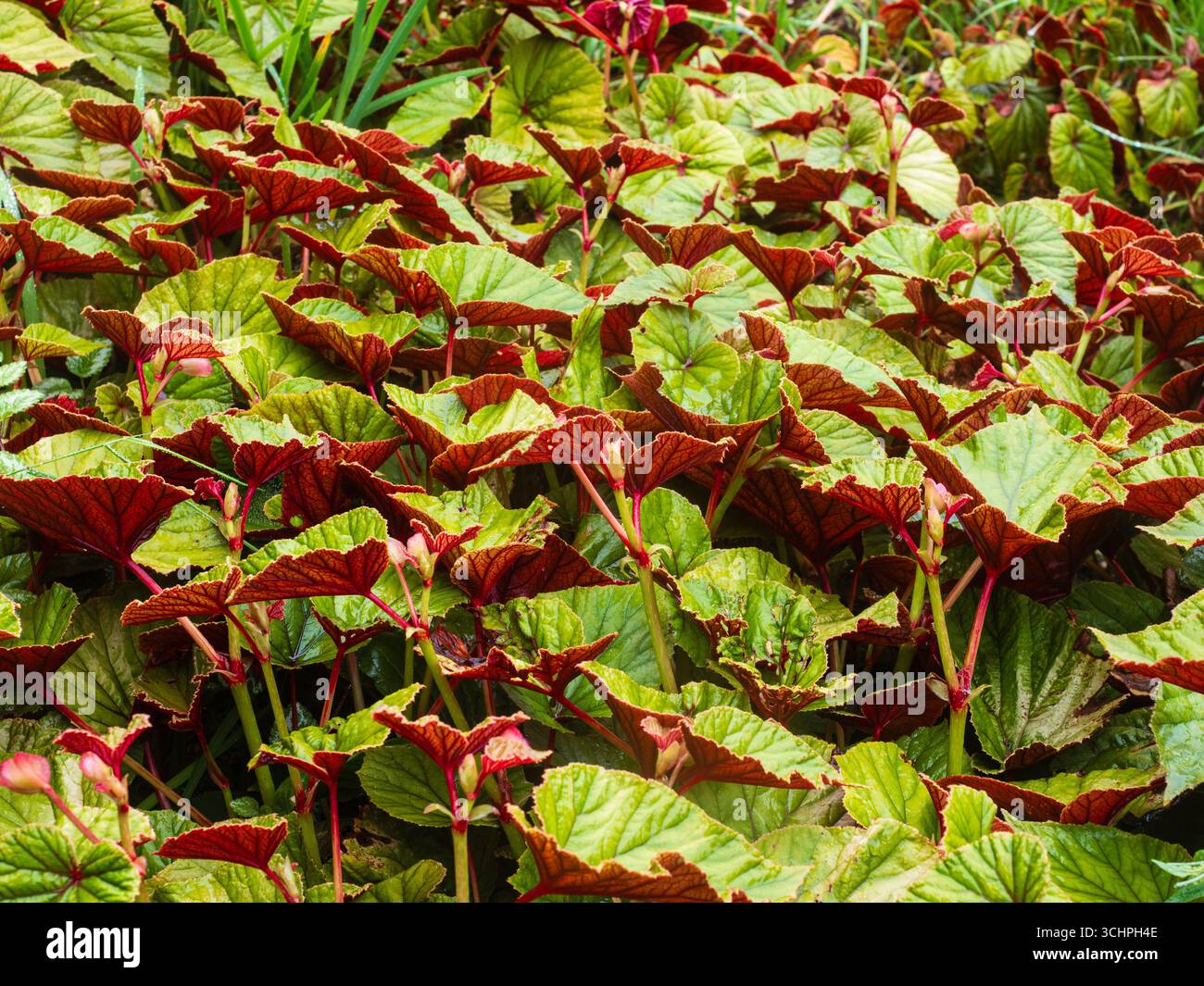 Dessous rouge du sol recouvrant les feuilles de la vivacité exotique et robuste Begonia grandis ssp. Evansiana « Carafe Bordeaux » Banque D'Images
